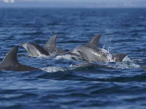 City of Side: Dolphin Island Boat Tour w/ Lunch & Foam Party
